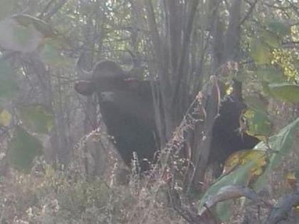 Bison found Gyanganga Sanctuary of Buldhana District | ज्ञानगंगा अभयारण्यामध्ये प्रथमच रानगव्याचे दर्शन