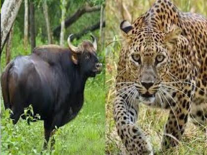 One crore compensation in Ratnagiri district in 4 years to those injured in wild animal attacks | वन्यप्राण्याचे हल्ले; रत्नागिरी जिल्ह्यात जखमींना मिळाली 'इतक्या' कोटीची भरपाई