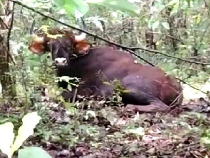 Bison found injured in Otwane forest Sawantwadi taluka Sindhudurg district, fear of coming into the population | सिंधुदुर्ग: ओटवणे जंगलात जखमी अवस्थेत आढळला गवा, लोकवस्तीत येण्याची भिती