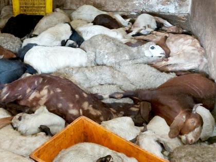 Excitement over the death of 65 goats brought for sale at the fair | धक्कादायक! जत्रेत मटण विक्रीसाठी आणलेले ६५ बकरे मृतावस्थेत आढळल्याने खळबळ