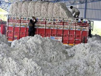 Fraud in CCI's cotton procurement | ‘सीसीआय’च्या कापूस खरेदीत हेराफेरी