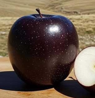 अॅपलच्या फोनसारखे आहे महाग हे काळे सफरचंद, एका फोडीची किंमत ऐकून व्हाल चकीत