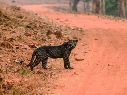 A black leopard was seen in Amboli; The distinct identity of Amboli in the entire Western Ghats still survives today | सह्याद्रीमध्ये ब्लॅक पँथर! आंबोलीत पुन्हा काळ्या रंगाचा बिबट्या दिसला