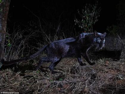 Rare black leopard photographed for the first time in 100 years in Africa | १०० वर्षात प्रथमच समोर आला दुर्मिळ आफ्रिकन काळ्या बिबट्याचा फोटो