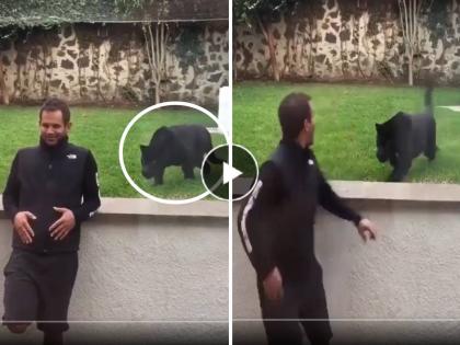 Viral Video Man was posing for photo leaning against the wall suddenly a black panther came from behind and then what happened watch | Video: भिंतीला टेकून फोटो काढत होता, अचानक मागून आला ब्लॅक पँथर अन् मग जे झालं...