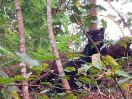 Black panther found in Sindhudurg district, highlights existence in Sahyadri hills | सिंधुदुर्ग जिल्ह्यात आढळला 'ब्लॅक पँथर', सह्याद्रीच्या डोंगरदऱ्यात अस्तित्व अधोरेखित