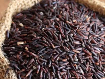 The experiment of cultivating black rice failed due to negligence | काळ्या तांदळाच्या लागवडीचा प्रयोग औदासिन्यामुळे ठरला अपयशी