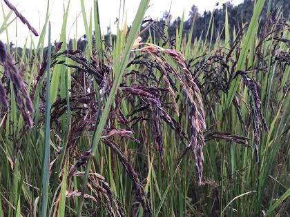 black rice grown by farmers in velha know health benefits of rice | वेल्ह्यातील शेतकऱ्यांनी पिकवला काळा तांदूळ; जाणून घ्या आरोग्यवर्धक तांदळाचे फायदे