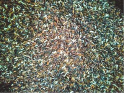 Do you know black rice with medicinal properties? The price is 400 rupees per kg! | औषधी गुणधर्म असलेला काळा तांदूळ माहितीये? भाव आहे ४०० रुपये किलो!