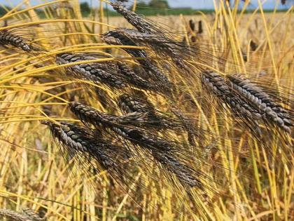 Farmer cultivates black wheat in Akola | अकोटात शेतकऱ्याने केली काळ्या गव्हाची लागवड; फायदे वाचून थक्क व्हाल