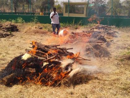 Shocking as 14 blackbirds dead who jumped from the flyover | Solapur | धक्कादायक! उड्डाणपुलावरून उडी मारलेल्या काळविटांच्या मृत्यूचा आकडा १४ वर