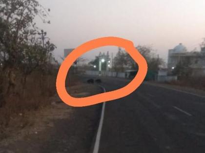 Bear roaming on the Buldana-Malkapur road | बुलडाणा- मलकापूर मार्गावर अस्वलांचा वावर