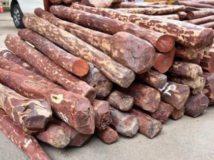 Blood sandalwood worth Rs 4 crore was found under a pile of potatoes | बटाट्याच्या ढिगाऱ्याखाली  सापडले ४ कोटींचे रक्तचंदन