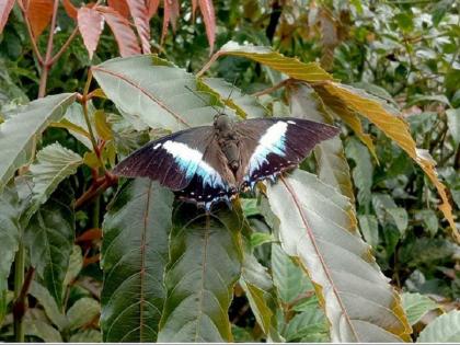 A rare sighting of the Blue Nawab butterfly in sahyadri mountains | Blue Nawab: ब्लू नवाब या दुर्मिळ फुलपाखराचे सह्याद्रीमधील आंबोली जंगलात दर्शन