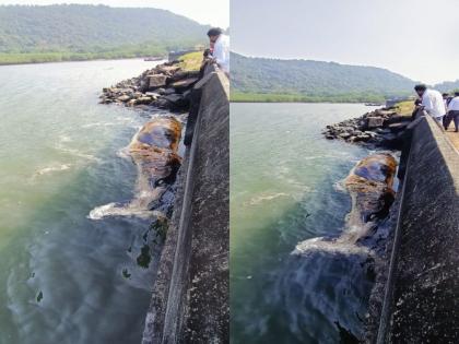 A 50-foot-long dead whale washed ashore on World's Elephanta Island | जागतिक एलिफंटा बेटावरील किनाऱ्यावर ५० फुटी लांबीचा मृत व्हेल मासा