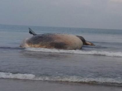 blue whale fish found dead on tondvali beach | तोंडवळी किनारी महाकाय देवमासा मृतावस्थेत