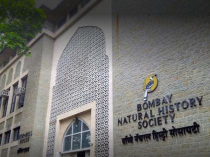 Drama of outrage at Bombay Natural History Society, discord among office bearers over bird conservation with inadequate funds | बॉम्बे नॅचरल हिस्ट्री सोसायटीत रंगले नाराजीनामा नाट्य, अपुऱ्या निधीसह पक्षी संवर्धनावरून पदाधिकाऱ्यांमध्ये मतभेद