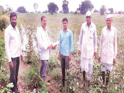 Cotton, turf water in return; Bajra became a straw | परतीच्या पावसाने कपाशी, तूर पाण्यात; बाजरीचे झाले भुसकट