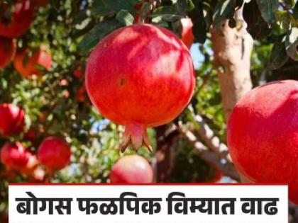 Action will be taken against bogus fruit crop insurance from 901 farmers in Sangli district  | सांगली जिल्ह्यातील ९०१ शेतकऱ्यांकडून बोगस फळपीक विमा, कारवाई होणार; तालुकानिहाय संख्या..जाणून घ्या