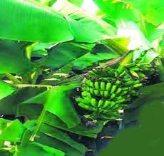 A banner of a consumer forum in a bogus banana plant | बोगस केळी रोप प्रकरणात ग्राहक मंचचा दणका