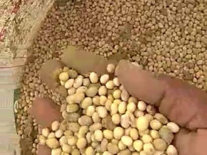 Infestation of inferior and bogus seeds in Sangrampur taluka! | संग्रामपूर तालुक्यात निकृष्ट बियाणे शेतकऱ्यांच्या माथी