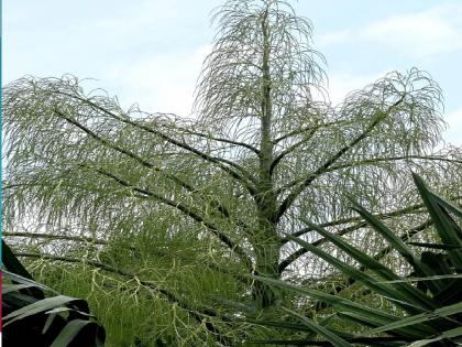 Century Palm blossoms for the first time in Kolhapur, planted 24 years ago in the Botanical Garden of Shivaji University | दुर्मिळ! कोल्हापुरात प्रथमच ‘सेन्चुरी पाम’ला फुलोरा, शिवाजी विद्यापीठाच्या बॉटेनिकल गार्डनमध्ये २४ वर्षांपूर्वी रोपण