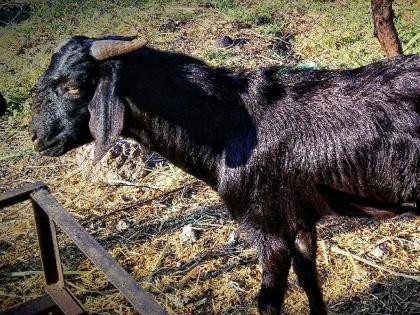 The death of the buck due to lack of treatment, the angry farmer hanged the same buck to the hospital | उपचाराअभावी बोकडाचा मृत्यू, संतापलेल्या शेतकऱ्याने तेच बोकड टांगले दवाखान्याला