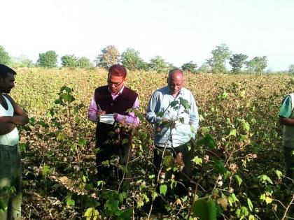 Bollworm Influence; Central squad has arrived; Only stay in Akola! | बोंडअळी प्रादुर्भाव; केंद्रीय पथक आले अन् गेले; अकोल्यात केवळ मुक्काम!