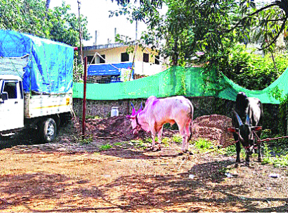 Police came ... run away with the rams! | पोलिस आले... खोंडांसह पळा पळा !