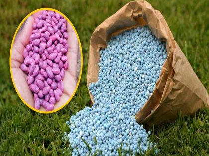 Editorial on government has not been able to save farmers from bogus seeds | अग्रलेख: शेतकऱ्याचा जीव घ्याल का? मंत्रालयातले अधिकारी बांधावरचे वास्तव कधी पाहणार Editorial on government has not been able to save farmers from bogus seeds | अग्रलेख: शेतकऱ्याचा जीव घ्याल का? मंत्रालयातले अधिकारी बांधावरचे वास्तव कधी पाहणार