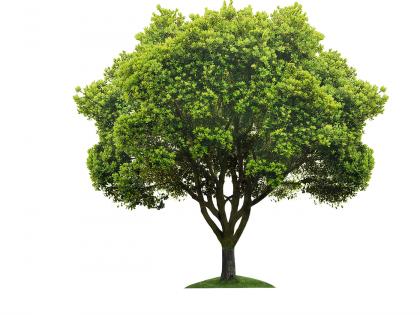 Work of digging potholes for plantation of trees | वृक्ष लागवडीसाठी श्रमदानातून खड्डे खोदण्याचे काम Work of digging potholes for plantation of trees | वृक्ष लागवडीसाठी श्रमदानातून खड्डे खोदण्याचे काम