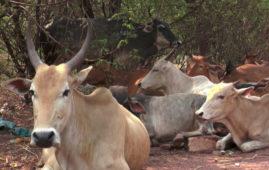 32 cows and 12 calves seized from two trucks | दोन ट्रकांमधून जाणारे 32 गायी व 12 वासरू जप्त 32 cows and 12 calves seized from two trucks | दोन ट्रकांमधून जाणारे 32 गायी व 12 वासरू जप्त