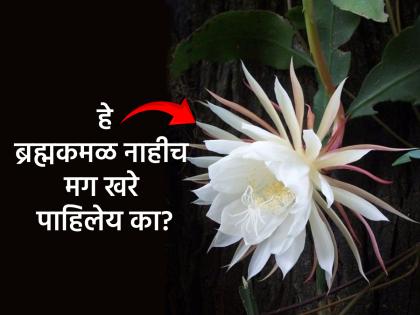 Jara Hatke: तुमच्या बागेतले ‘ते’ फूल खरे ब्रह्मकमळ नाहीच; पाहा 'हा' व्हिडीओ