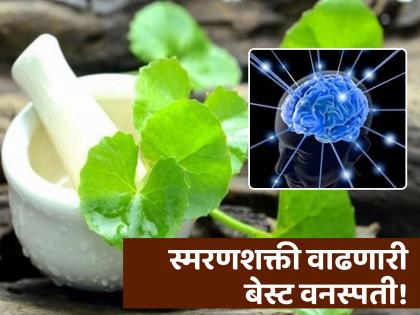 According to Ayurveda eat brahmi herb to increase memory | आयुर्वेदानुसार स्मरणशक्ती वाढवणारी सगळ्यात बेस्ट वनस्पती, फायदे वाचून व्हाल अवाक्!