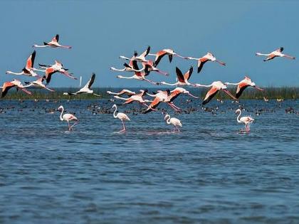 Bird Week: Bird deprivation due to reduced fruit trees | पक्षी सप्ताह : फळझाडे कमी झाल्याने पक्षी हद्दपार