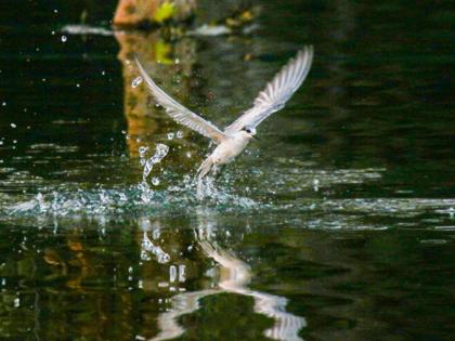 This year the winter migratory birds turned their backs to Marathwada | यंदा हिवाळी स्थलांतरित पक्ष्यांनी मराठवाड्याकडे फिरविली पाठ