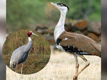 Measures and Thoughts of conservation of the Maldhok, Sarus crane in 35th Pakshimitra Sammelan | ३५ वे पक्षिमित्र संमेलन : माळढोक, सारसला वाचविण्यासाठी उपाय आणि चिंतन