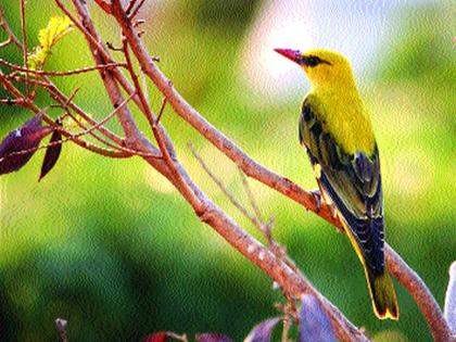 Avelia is a collection of one million bird photographs! | एक लाख पक्षी छायाचित्रे संग्रही असलेला अवलिया!