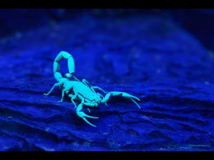 Know most expensive scorpion venom price will shock you | या विंचवाच्या विषाची किंमत वाचून व्हाल अवाक्, जाणून घ्या इतकं महाग असण्याचं कारण...