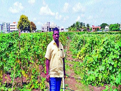 Vegetable cultivation successful in Baramati | बारामती शहरात भाजीपाला लागवड यशस्वी