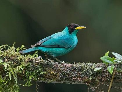 Farmers and students are the two factors important for bird conservation | शेतकरी व विद्यार्थी हे दोन घटक पक्षी संवर्धनासाठी महत्त्वाचे