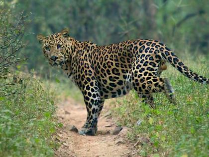 Girl killed in leopard attack in Dhumodi village; A four-hour search, the body was found | धुमोडी गावात बिबट्याचा हल्ल्यात बालिका ठार; चार तासांची शोधमोहीम, मृतदेह सापडला