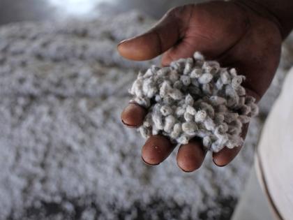 Pre-existing Bt cotton seeds will be available after 15th May | पूर्वहंगामी बीटी कापूस बियाणे १५ मे नंतर मिळणार