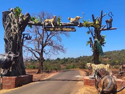 Nature experience on Buddha Purnima, activities in Sahyadri Tiger Reserve | बुद्ध पौर्णिमेला मिळणार निसर्गानुभव, सह्याद्री व्याघ्र प्रकल्पात उपक्रम