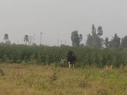 wild buffalo came near chintarevla farmers are afraid in gadchiroli | चिंतरेवलाजवळ आली रानटी म्हैस; शेतकरी भयभीत !