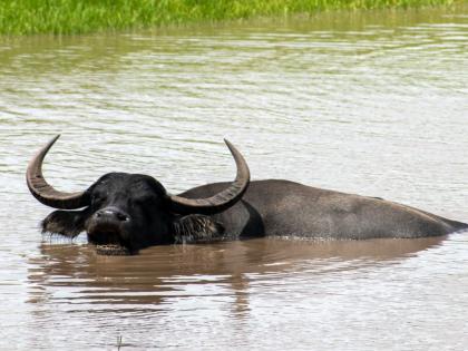 Kozhikode fishermen rescue buffalo stranded 8 km offshore | आठ किलोमीटर खोल समुद्रात अडकलेली म्हैस, मच्छीमारांनी केले तब्बल ७ तास प्रयत्न पण...