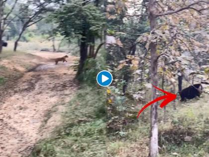 tiger following buffalo hunting video goes viral on social media | दबा धरुन बसलेला वाघ म्हशीच्या मागे असा काही लागला की Video पाहुन अंगावर येईल काटा