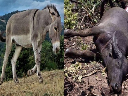 Bihar Buffalo Dies Due To Donkey Dulatti In Sasaram Demand For Fir Against Donkey And Its Owner | त्या गाढवानं एका लाथेत माझी म्हैस मारली, FIR घ्या साहेब! म्हशीच्या मालकाची पोलिसात धाव