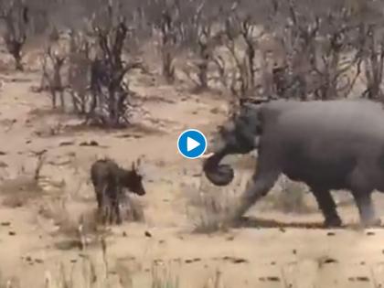 elephant and buffalo fight elephant kills buffalo video goes viral on internet | Viral Video: हत्तीने म्हशीला रागाने जमिनीवर आदळले, झाला भयानक शेवट, व्हिडिओ पाहुन डोळे पाणावतील