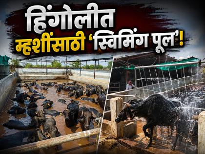 बडे दिलवाला शेतकरी! हिंगोलीत भीषण उन्हात थंडाव्यासाठी म्हशींसाठी उभारला 'स्विमिंग पूल' - Marathi News | Cool Relief! Progressive Farmer Rameshwar Mandge Creates 'Water Park' for Cattle in Belwadi of Hingoli | Latest hingoli News at Lokmat.com